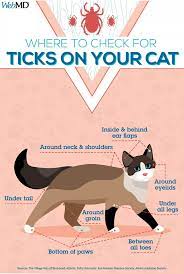 Pin By Lisa Boren Wilding On Cat Healthy Pets Embrace Pet Insurance Pets