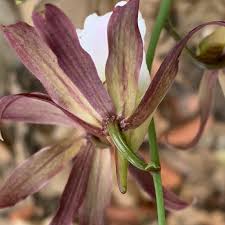 Image result for Eulophia guineensis