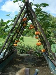 Pumpkin Trellis Idea Garden Gardening Pumpkin Garden Decor Garden Pictures Garden Pics Gardening Images Garden Images P Garten Anpflanzen Garten Ideen Pflanzen