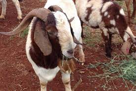 The goat is a member of the animal family bovidae and the subfamily caprinae, meaning it is closely related to the sheep. Queensland Farmers Looking To Goats To Turn A Profit In Tough Times Abc News