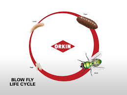 If you see flies in the air, scout for eggs in the soil. Blow Flies Learn How To Get Rid Of Blow Flies In The House