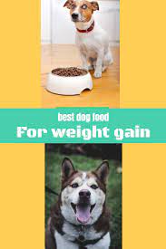 Pin On Best Dog Foods