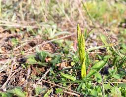 Image result for Ophioglossum gomezianum