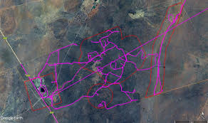 Image result for Plinthus cryptocarpus