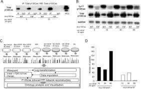 Последние твиты от nabg associates (@ng_agribusiness). Vascular Endothelial Growth Factor Vegf Promotes Assembly Of The P130cas Interactome To Drive Endothelial Chemotactic Signaling And Angiogenesis Molecular Cellular Proteomics