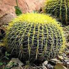 Some of the largest specimens can be found in the mojave desert in southern california. Golden Barrel Cactus Is One Of The Most Dramatic Plants In The Desert Its Round Shape And Deep Ribs Are Unique And Th Pflanzen Kaktus Kakteen Und Sukkulenten