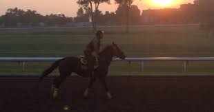 Funding for Evan's PEMF healing therapy for horses