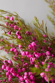 Image result for Burttia