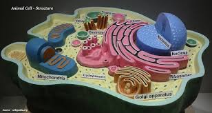 Some of the cell organelles are present in both plant cell and the animal cell, while others are unique to just one. Biology The Fundamental Unit Of Life