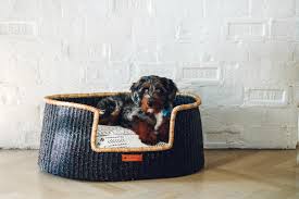 Check spelling or type a new query. Bringing A Puppy Into Our Nest All About Noah Nesting With Grace