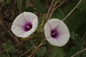 Image result for Bonamia spectabilis