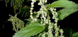 Ù†ØªÙŠØ¬Ø© Ø¨Ø­Ø« Ø§Ù„ØµÙˆØ± Ø¹Ù† Ø§Ù„Ù‚Ø±Ø§Øµ