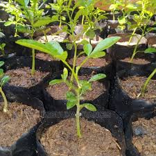 Image result for Citropsis