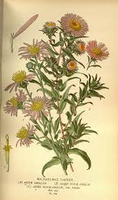 Aster Wiktionary