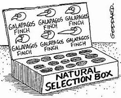 Darwin's theory of evolution is the widely held notion that all life is related and has descended from a common ancestor: 3 Marketing Lessons From Charles Darwin
