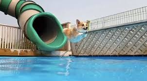 Rumble — newborn puppies playing on slide! 6 Dogs Loving Waterslides Are Here With Your Moment Of Joy The Dog People By Rover Com
