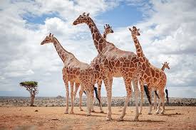 キリン／麒麟／きりん - 語源由来辞典