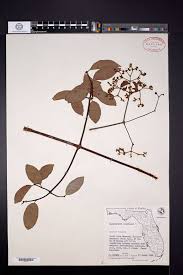 Image result for Hippocratea