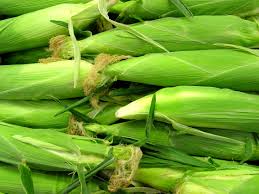 How to use mulch in your vegetable garden. Sweet Corn Care 16 Acres Garden Center