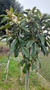 Image result for Afrostyrax lepidophyllus