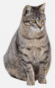 We did not find results for: European Shorthair Png Images Pngegg
