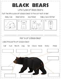 All About Black Bears Mammals Black Bear First Grade