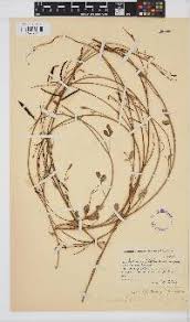 Image result for Indigofera inhambanensis