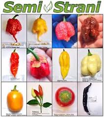Details About 120 Seeds Hot Chili Peppers Coll 1 Carolina Reaper Red Yellow Ghost Tabasco