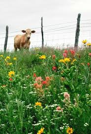 Pin By Kim Toomey On The Farm Life Farm Animals Animals Country Living