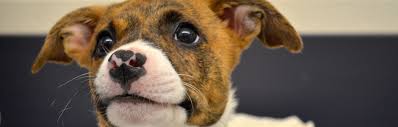If there are multiple approved adoption applications, the selection of the. Adopt Foothills Animal Shelter