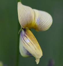 Image result for Crotalaria oocarpa