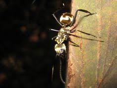 Costa Rica Bugs Insect Photos Ants Insect Photos Carpenter Ant