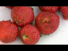 Strawberries retain moisture so if they are not fully dry they will go bad easily. Scouting For Tarnished Plant Bugs In Strawberries Depistage De La Punaise Terne Dans Les Fraisiers Youtube