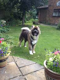 Japanese Akita Long Coat Male Bear Dog Cute Dog Puppy Akita Dog American Akita Beautiful Dog Breeds