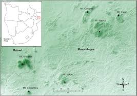 Image result for Justicia asystasioides