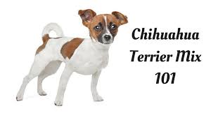 May 18, 2021 · the facts you should know about deer head chihuahua this breed is known to humans at least for the last 500 hundred years. Chihuahua Terrier Mix Facts What You Need To Know Pet So Fun
