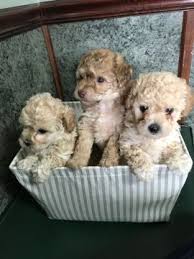We did not find results for: Cavachon Cavapoo Mix Puppy For Sale In Houston Tx Adn 66730 On Puppyfinder Com Gender Male Age 6 Weeks Old Cavachon Puppies Cavapoo Puppies Cavachon