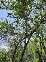 Image result for Balanitaceae