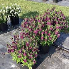 Image result for Angelonia