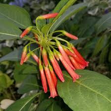 Image result for Iochroma