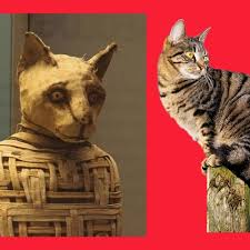 cats قطط تربية القطط والحيوانات الأليفة cat lovers cats art