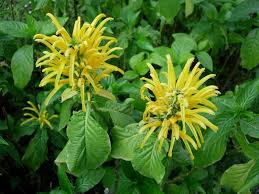 Image result for Justicia heterocarpa