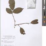 Image result for Brazzeia