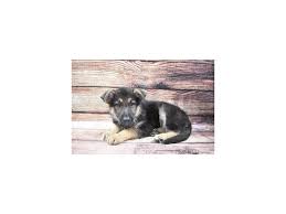 Maybe you would like to learn more about one of these? German Shepherd Dog Black And Tan Id 2883719 Located At Petland Oklahoma City Tulsa
