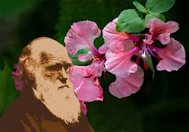 They kept selecting flowers with the most thorns. New Study Solves Flower Mystery That Baffled Charles Darwin Ancient Origins