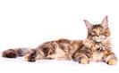 Domestic Longhair Cat Facts - ASPCA Pet Health Insurance