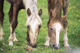 Common Feeds For Horses