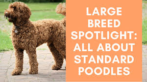 Image result for poodle
