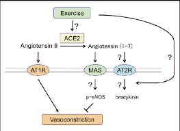 They are responsible for the signal transduction of the vasoconstricting stimulus of the main effector hormone, angiotensin ii. The Angiotensin Ii Angiotensin Type 1 Receptor At1r Axis And Download Scientific Diagram