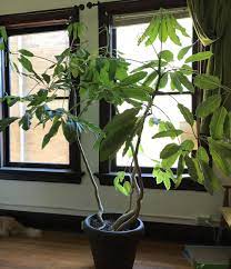 This variety has yellow or gold and green leaves. Ask A Question Forum 8 Ft Indoor Umbrella Tree Care Watering Age Garden Org